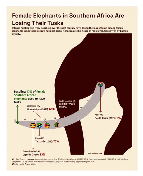 Female Elephant Losing Tusks